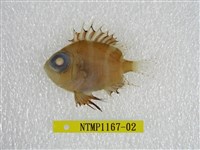 藏品(大鱗大眼鯛)的圖片